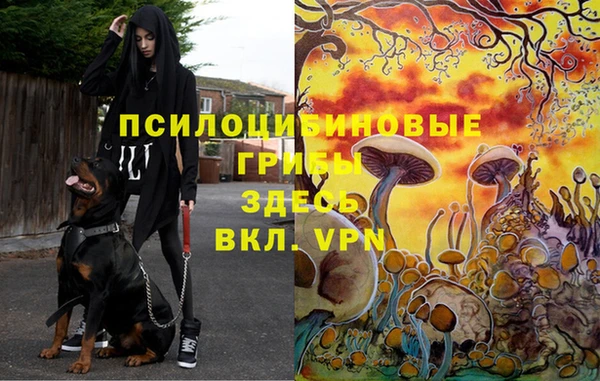 хмурый Верея